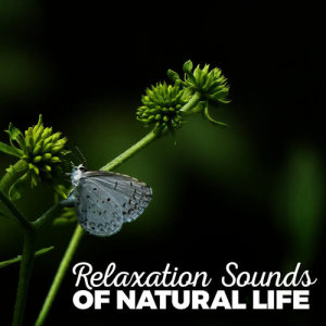 ดาวน์โหลดและฟังเพลง Sleep Through the Downpour พร้อมเนื้อเพลงจาก Relaxing Sounds of Nature