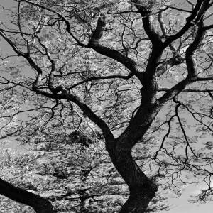 Listen to Somnium song with lyrics from Pawoh
