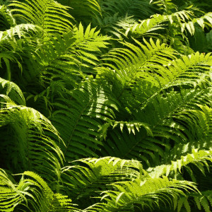 Album Beautiful Forest Ambience Music | Old Village Nature oleh Study Music Library