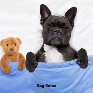 Relaxing Dogs by the Christmas Tree的專輯Dog Relax