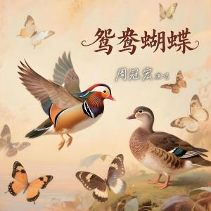 Album 鸳鸯蝴蝶 from 周冠宏
