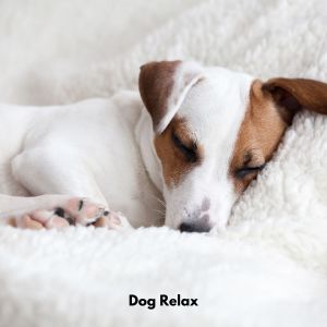 Relaxing Dogs by the Christmas Tree的專輯Dog Relax