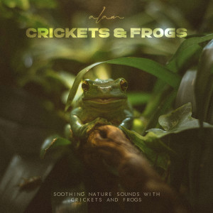Dengarkan lagu Crickets Relaxation nyanyian Group Star dengan lirik
