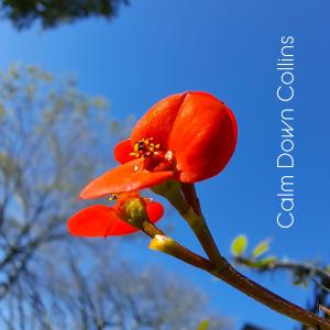 收聽Calm Down Collins的Green歌詞歌曲