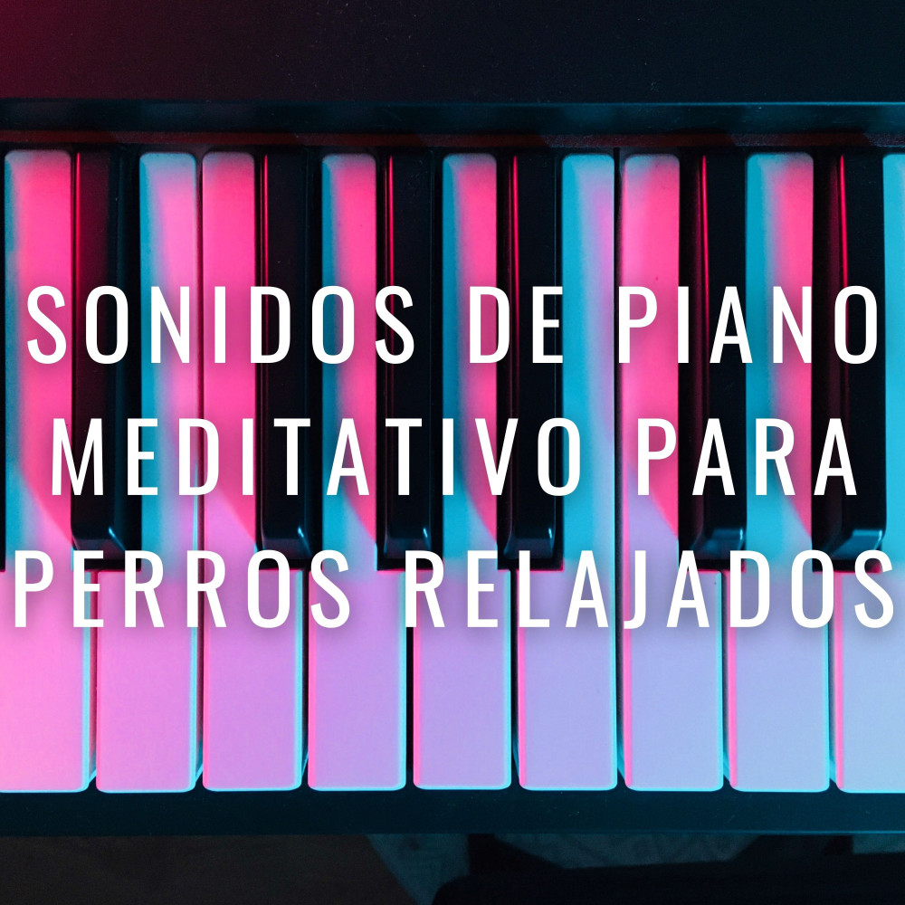 Tiempo Zen Para Perros