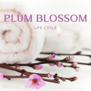 Plum Blossom Life Cycle (Chinese Spa Rejuvenation)