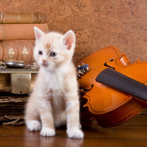 Feline Frolic Cadence: Music For Active Kitties