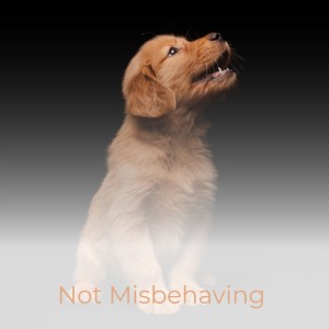 Listen to Ain't Misbehaivin' song with lyrics from Tommy Bruce