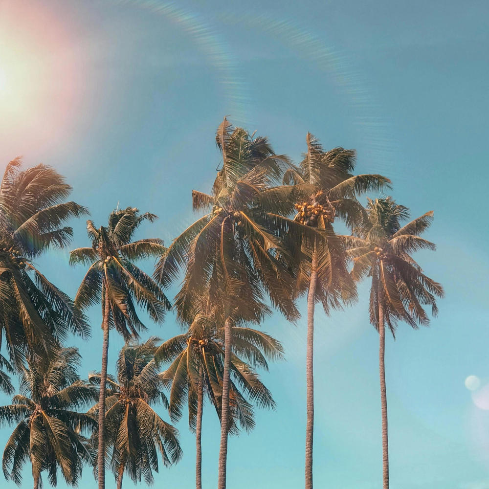 Tropical Jam