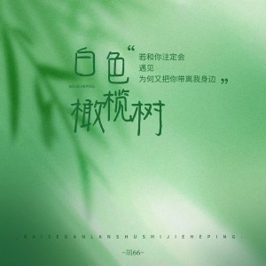 白色橄榄树 dari 胡66