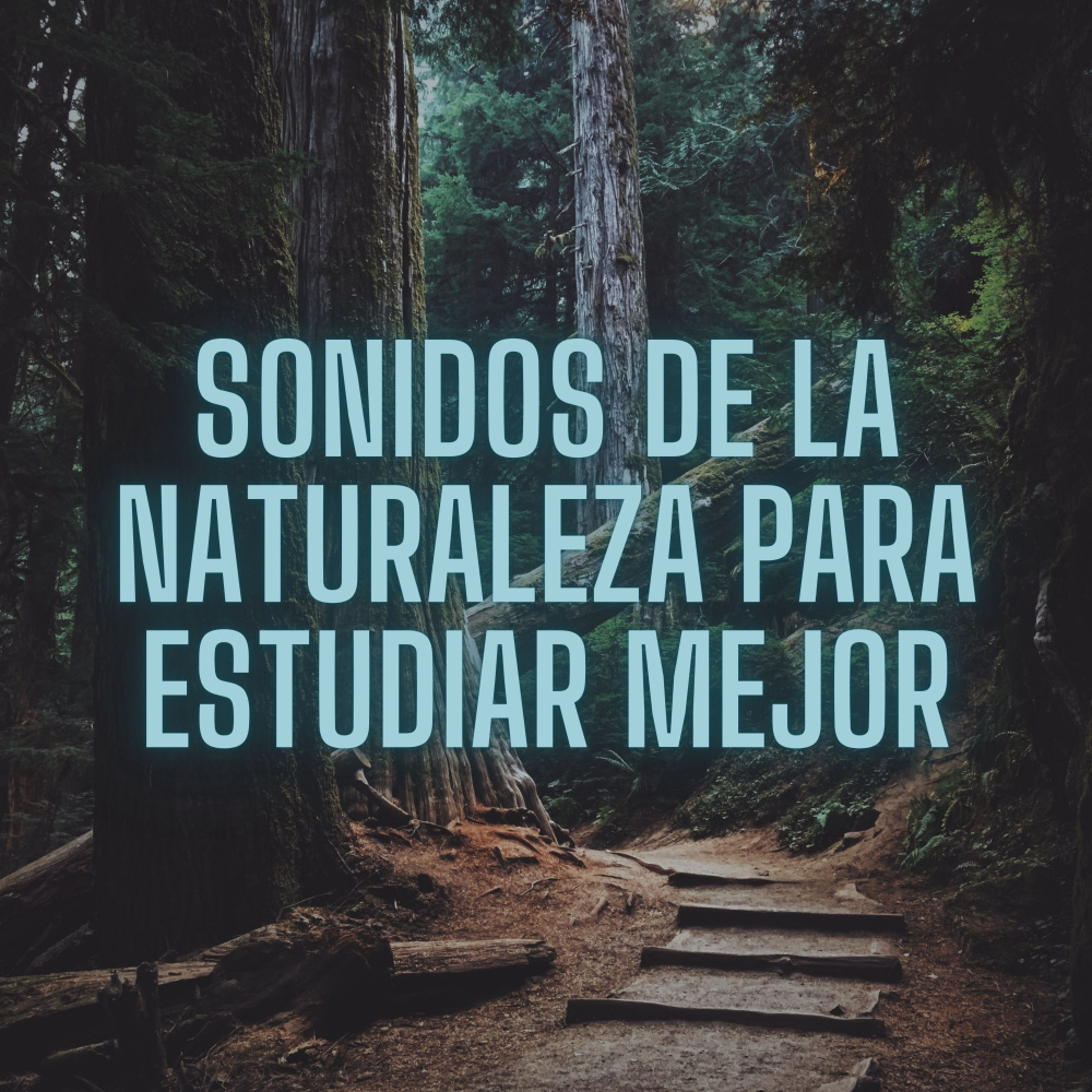 Sonatas De Grillos En La Noche