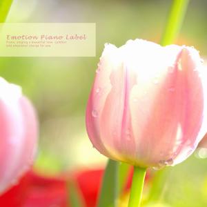 Listen to Wishful Step song with lyrics from Melody Flower