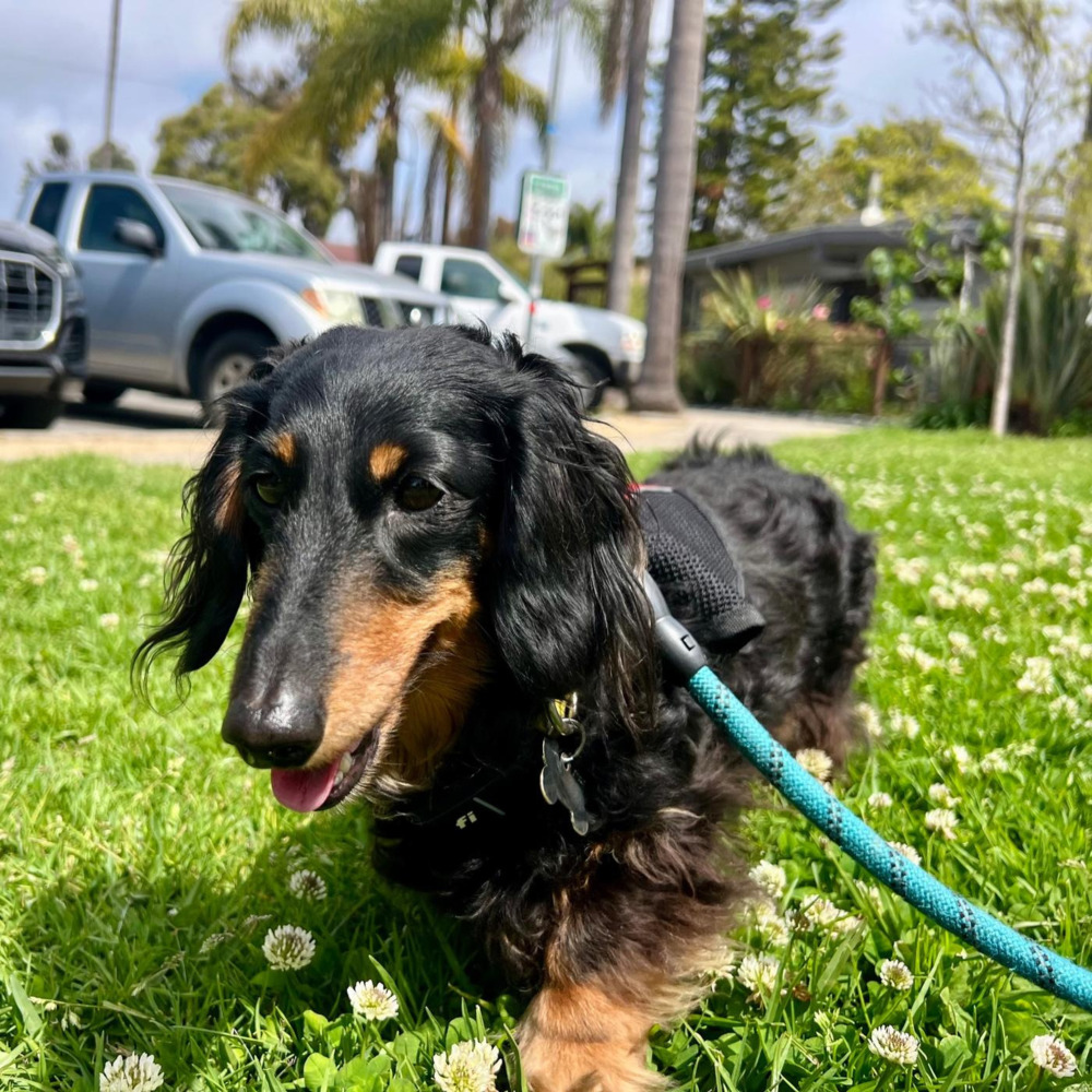 Bark at the Park