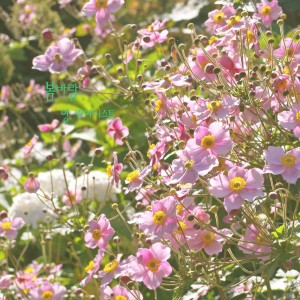 Listen to 기분좋은 아침, 상쾌한 선율로 시작하는 힐링과 명상의 연주곡 - 봄바람 song with lyrics from 영 피아니스트