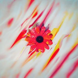 Listen to Blossoms song with lyrics from Poolz