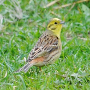 收聽Polskie Ptaki的Bird sounds - Yellowhammer歌詞歌曲