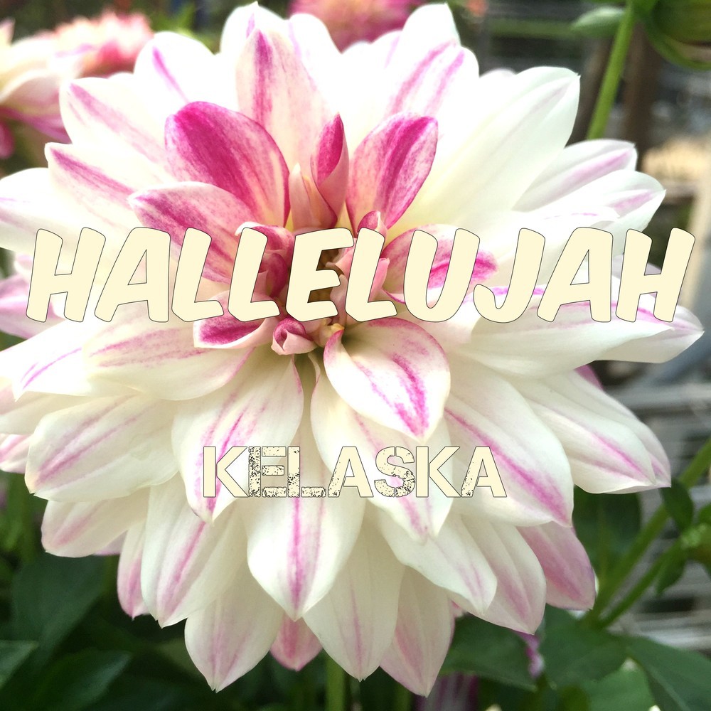Hallelujah
