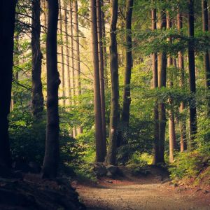 Dengarkan lagu Understanding nyanyian Sleep Sounds of Nature dengan lirik