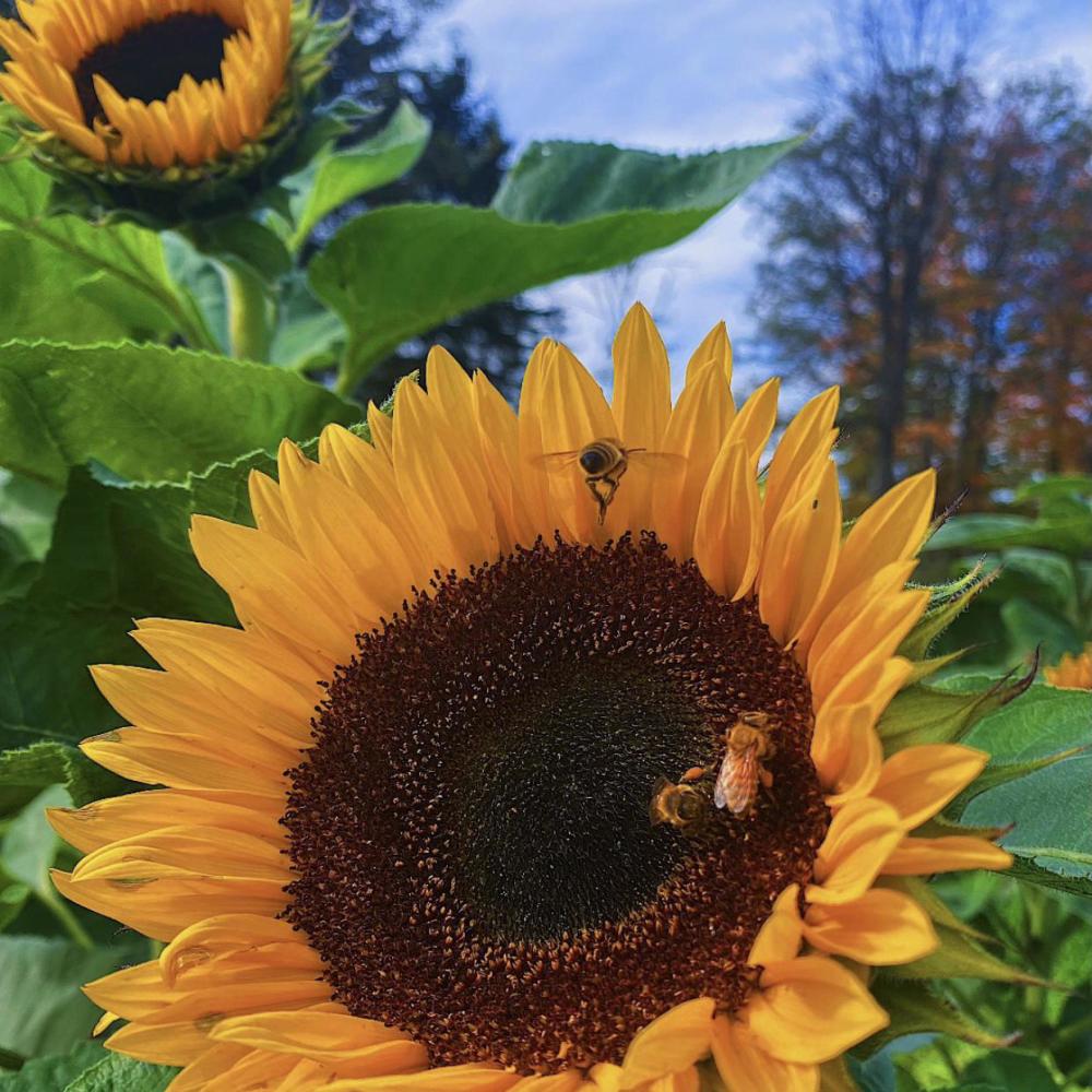 Let It Bee