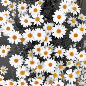 收听LEON (딥상어)的Daisy歌词歌曲