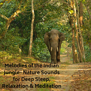 อัลบัม Melodies of the Indian Jungle- Nature Sounds for Deep Sleep, Relaxation & Meditation ศิลปิน Natural Sounds