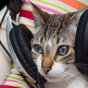 The Cat Relaxer的專輯Cat Comfort: Ambient Music Bliss