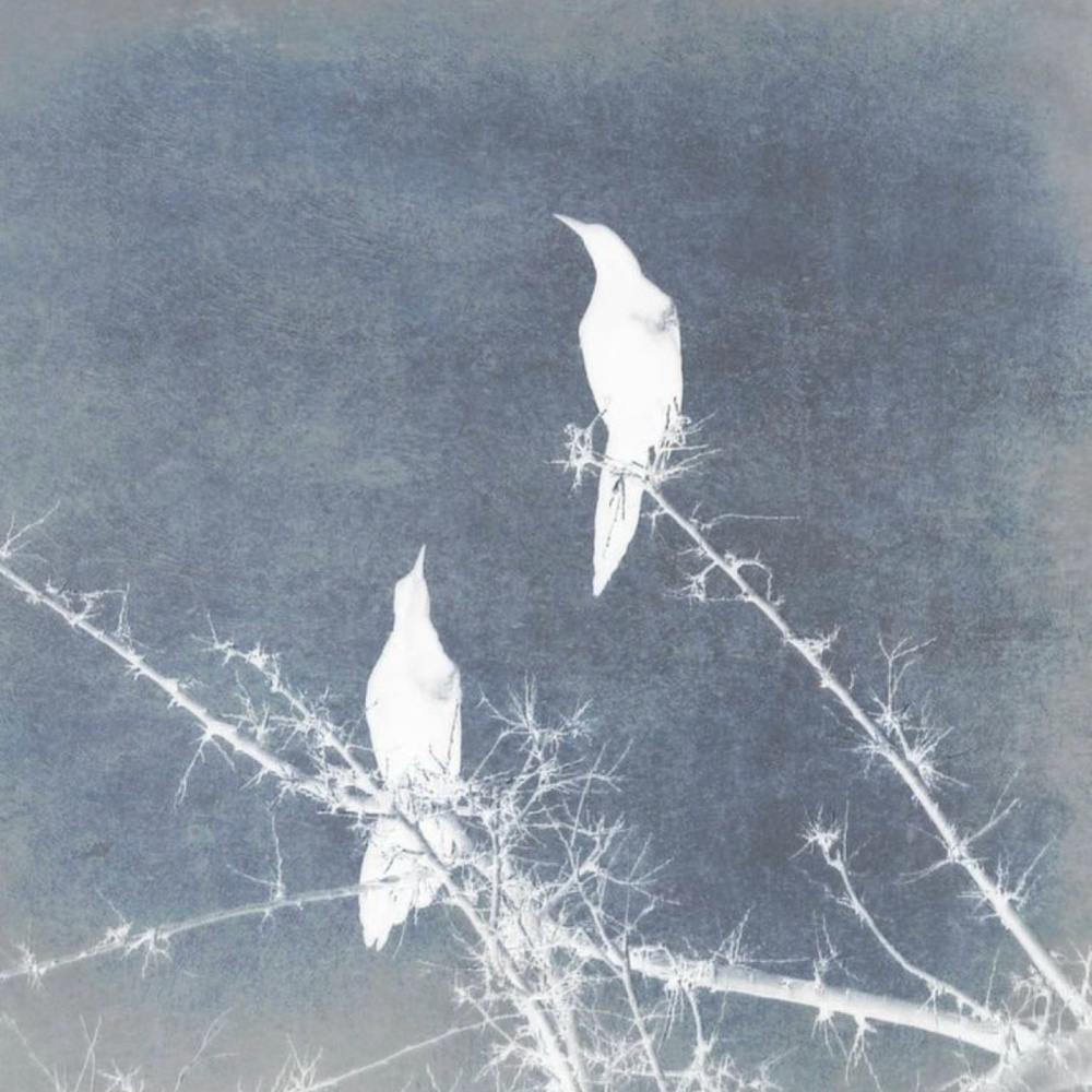 Vogel (Explicit)