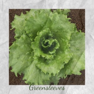 ดาวน์โหลดและฟังเพลง Greensleeves พร้อมเนื้อเพลงจาก Mantovani Orchestra