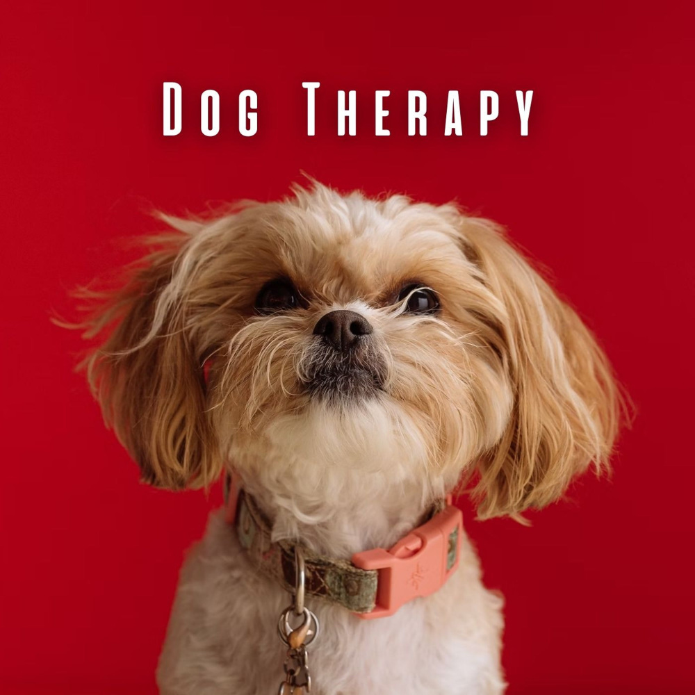 Chill Vibes for Pooches
