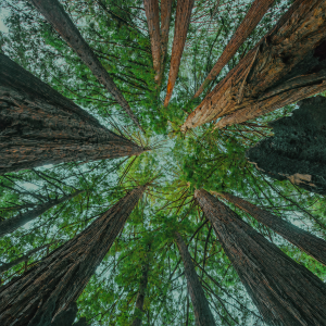 收聽slenderbodies的dewdrops歌詞歌曲