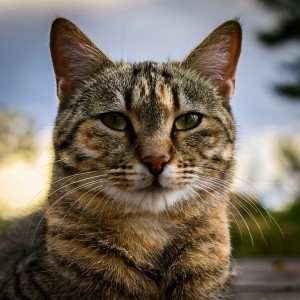 ดาวน์โหลดและฟังเพลง A Tail That Flickers In The Light พร้อมเนื้อเพลงจาก Jazz Music for Cats