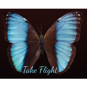 Listen to Take Flight song with lyrics from Michael Brent Wilferd