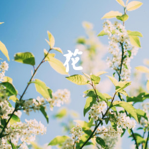 Listen to 花 song with lyrics from 张雨轩