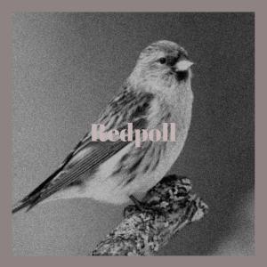 Album Redpoll from Various