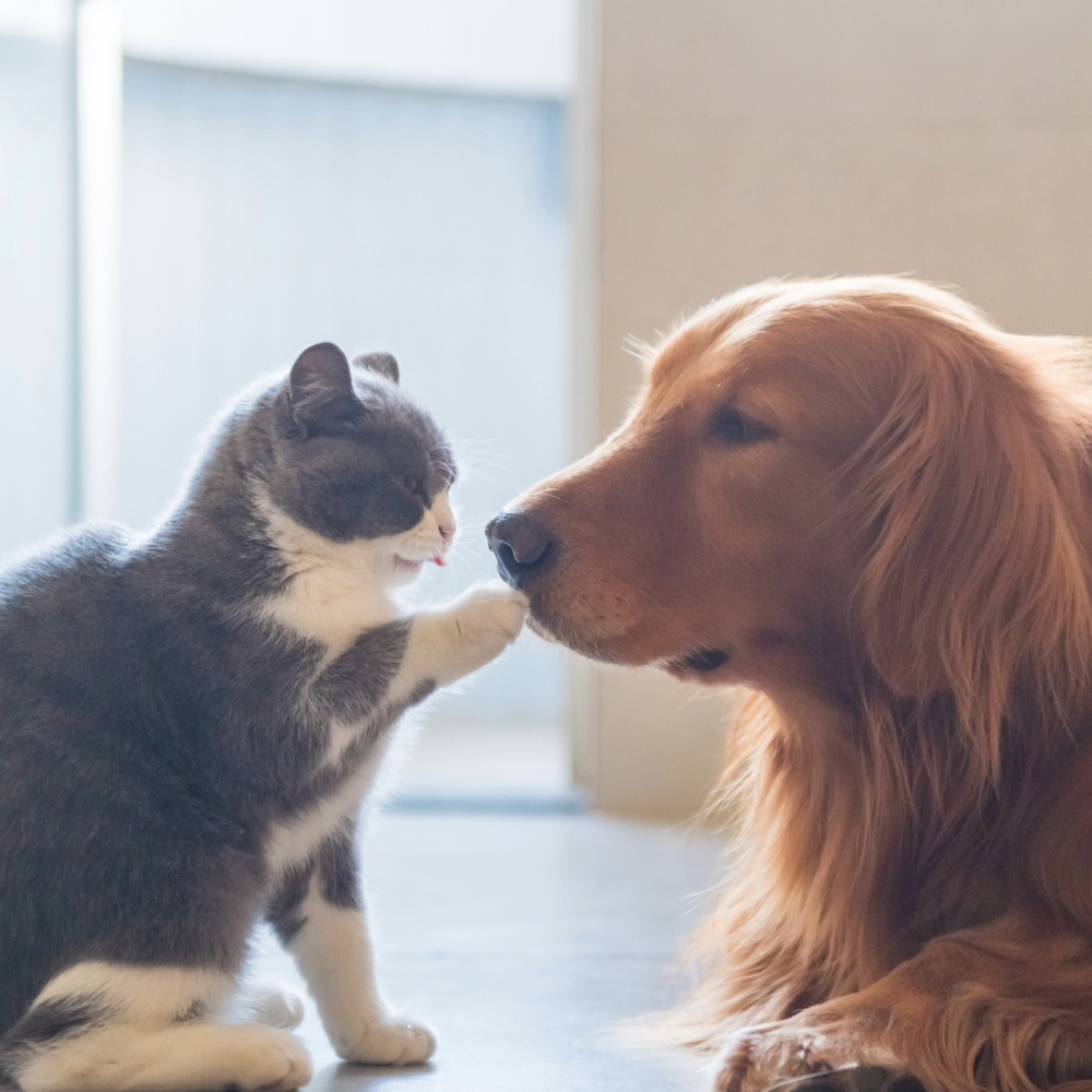 Comfort Pets Night Calm