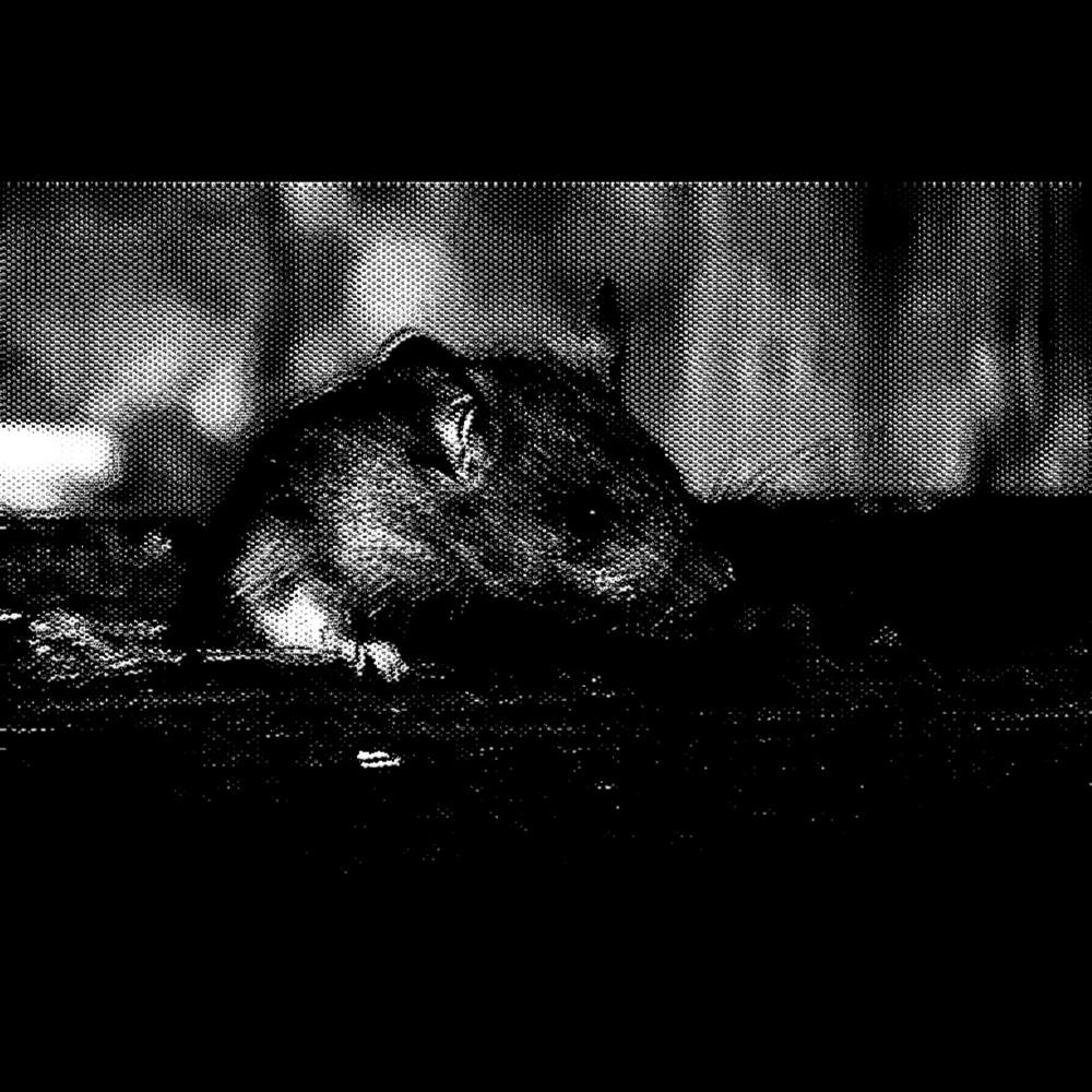 RAT