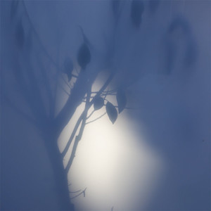 Listen to 2919 [River Bottlebrush] song with lyrics from Sequential Switch