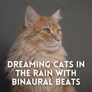 Dreaming Cats in the Rain with Binaural Beats