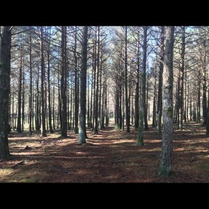Listen to Tranquil Ambient song with lyrics from Relaxing Music