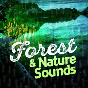 Ambient Nature Sounds的專輯Forest & Nature Sounds