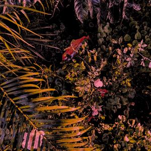 收聽birdbaths的birdfeeder (AIYA Remix)歌詞歌曲