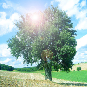 ดาวน์โหลดและฟังเพลง The Walnut Tree (Lullaby) พร้อมเนื้อเพลงจาก Have a Nice Dream My Baby