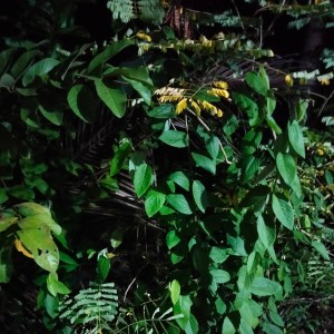 Listen to Tinggallah kusendiri song with lyrics from Slamet