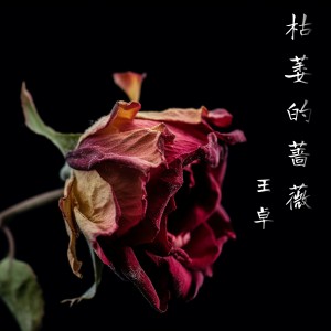 Album 枯萎的蔷薇 from 王卓