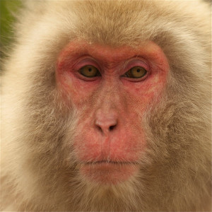 ดาวน์โหลดและฟังเพลง Monkey พร้อมเนื้อเพลงจาก Teddy Casey