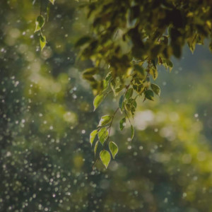 Bongmaster的专辑Beginnings of Spring