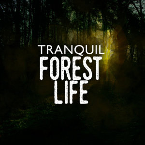 ดาวน์โหลดและฟังเพลง Wood Stream พร้อมเนื้อเพลงจาก Nature Sounds