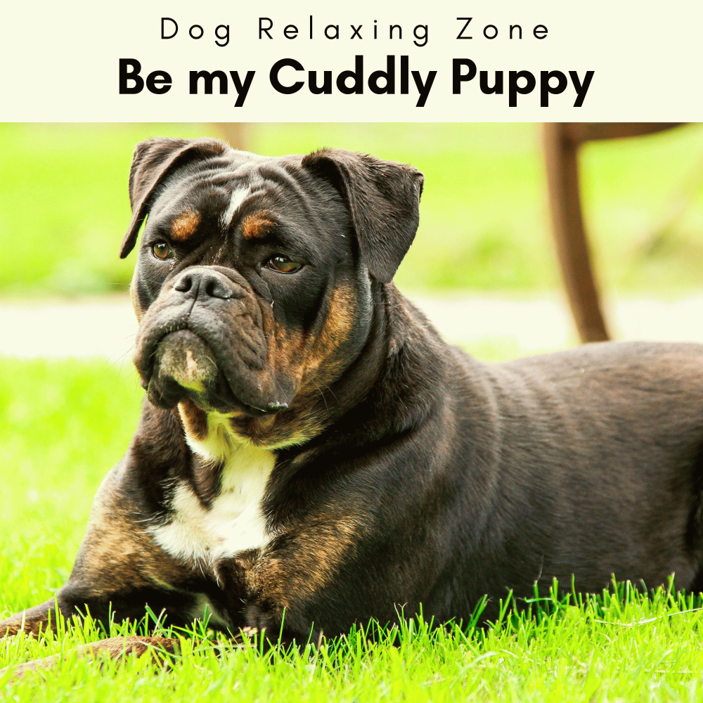 Relaxing Sounds for Bright-Eyed Puppies