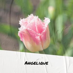 ดาวน์โหลดและฟังเพลง Angelique พร้อมเนื้อเพลงจาก Velina