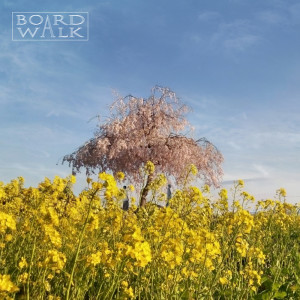 收听Boardwalk的goodbyeday歌词歌曲